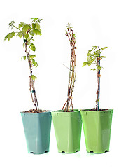 Image showing raspberries in pot isolated