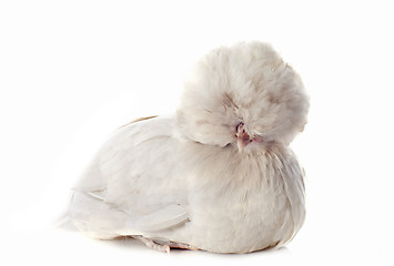 Image showing dutch bantam