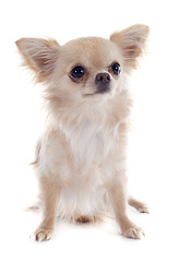 Image showing chihuahua