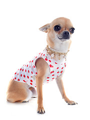 Image showing dressed chihuahua