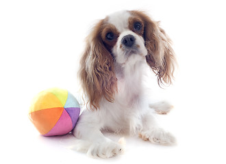 Image showing cavalier king charles