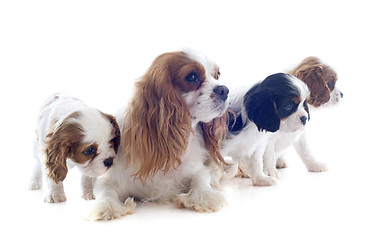 Image showing family cavalier king charles