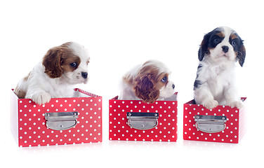 Image showing puppies cavalier king charles