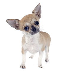 Image showing puppy chihuahua