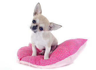 Image showing puppy chihuahua