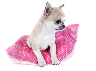 Image showing puppy chihuahua