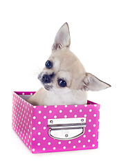 Image showing puppy chihuahua in craft
