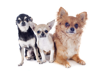 Image showing three chihuahuas