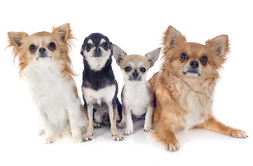 Image showing four chihuahuas