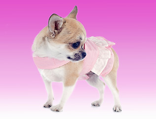 Image showing dressed puppy chihuahua