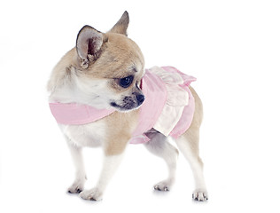 Image showing puppy chihuahua