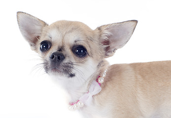 Image showing puppy chihuahua