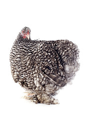 Image showing orpington chicken