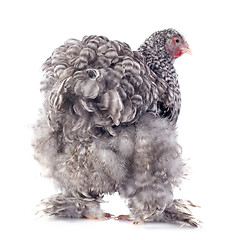 Image showing orpington chicken