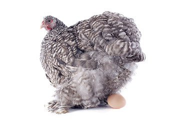 Image showing laying chicken 