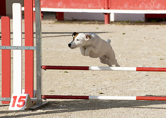 Image showing jack russel terrier in agility