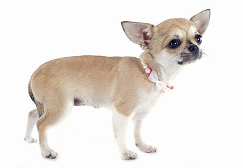 Image showing puppy chihuahua