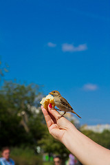 Image showing Sparrow eating from man's hands