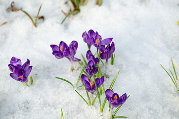 Image showing bunch saffron crocus blue spring bloom snow spring 