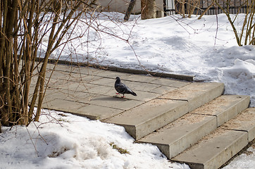 Image showing dove on cement stairs in winter 