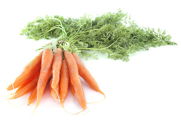 Image showing early carrot