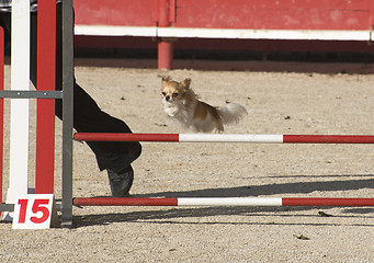 Image showing jumping chihuahua