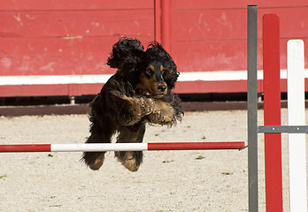 Image showing cocker spaniel in agility