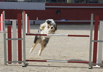 Image showing australian shepherd in agility