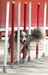 Image showing australian shepherd in agility