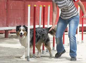 Image showing australian shepherd in agility