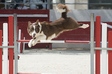 Image showing jumping  border collie