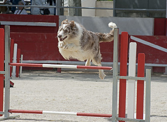 Image showing jumping  border collie