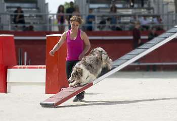 Image showing border collie in agility