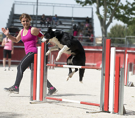 Image showing jumping  border collie