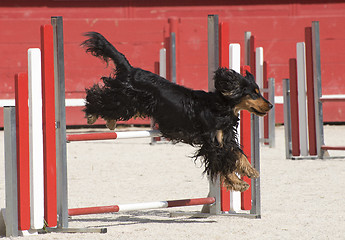 Image showing cocker spaniel in agility