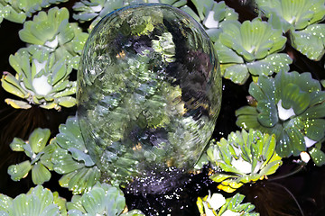 Image showing Water egg.