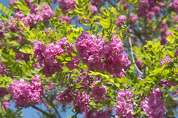 Image showing pink acacia