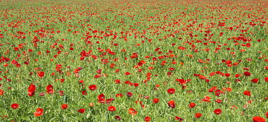 Image showing field of poppies