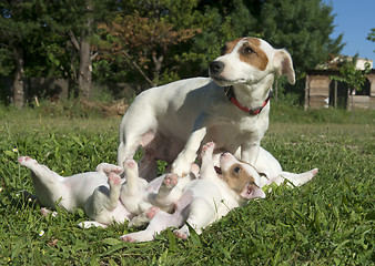 Image showing family jack russel terrier