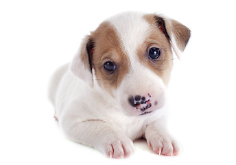 Image showing puppy jack russel terrier