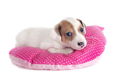 Image showing puppy jack russel terrier