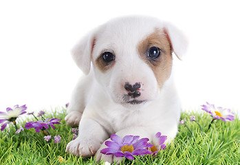 Image showing puppy jack russel terrier