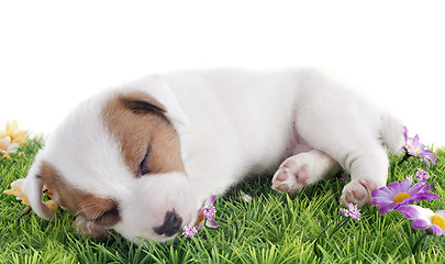 Image showing puppy jack russel terrier