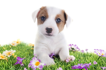 Image showing puppy jack russel terrier