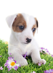 Image showing puppy jack russel terrier