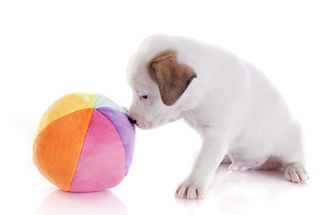 Image showing puppy jack russel terrier