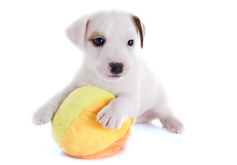 Image showing puppy jack russel terrier