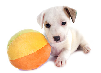 Image showing puppy jack russel terrier