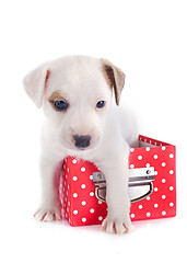 Image showing puppy jack russel terrier