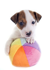 Image showing puppy jack russel terrier